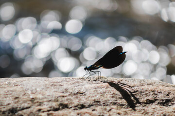 Ebony Jewelwing Damselfly on Rock with Bokeh from River 
