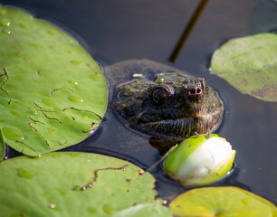 Snapping Turtle in Pond
