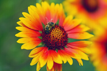 A bee is sitting on the flower