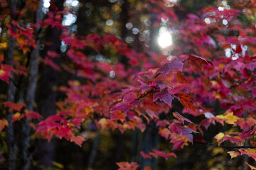 Red Maple Leaves