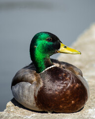 Portrait of a Mallard Duck
