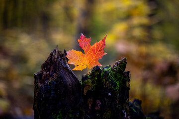 Maple Leaf in Tree Stump
