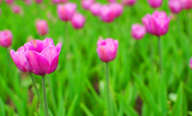 Pink Tulips