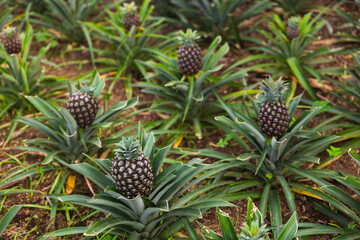 Fototapeta premium close up of a pineapple plantation multiple green small Portugal sao miguel
