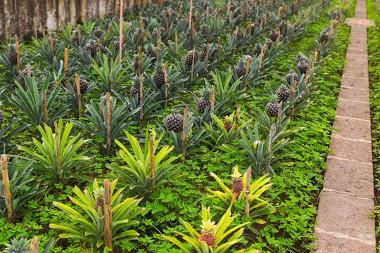 Close Up Of A Pineapple Plantation Multiple Green Small Portugal Sao Miguel