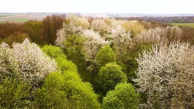 Aerial view of spring forest with blooming white trees in dense woods.

