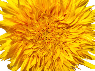 Yellow flower, sunflower - background abstraction, isolate
