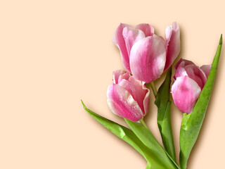 Pink tulips is an isolated object against a solid background.