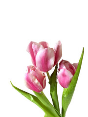 Pink tulips is an isolated object against a solid background.
