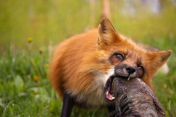 Fox bites