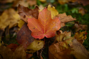 Fall Leaf