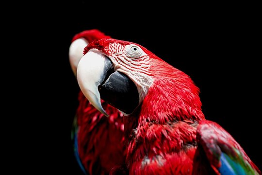 Funny red-and-green macaw, red green-winged macaw, Ara chloropterus with a dark background.