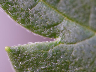 Cannabis leaf close up, macro view