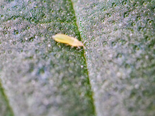 aphid thrips, cannabis leaf pests