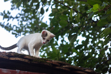 Little baby Cat On The Roof
