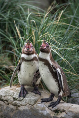 Pinguin Pärchen schreit nach Futter, Pinguine auf der Jagt, Kampf um die Mahlzeit, Humboldt...