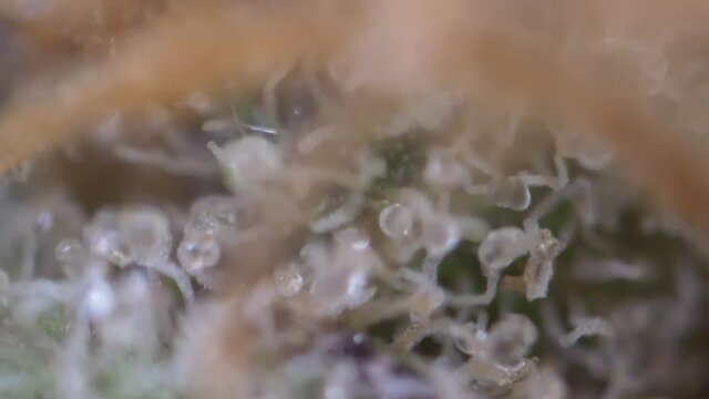 Super macro on cannabis buds, close up trichomes