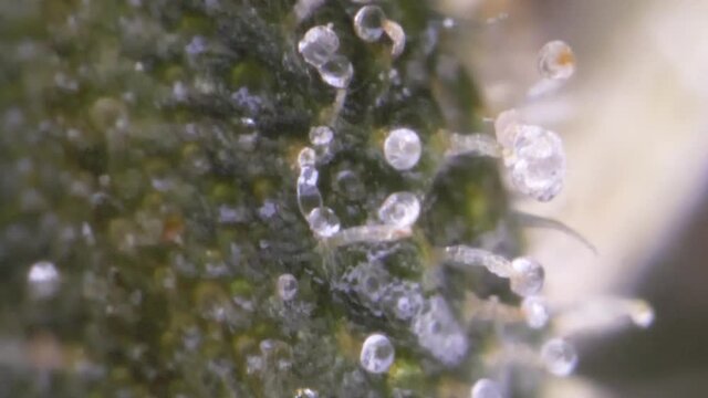 Super macro on cannabis buds, close up trichomes