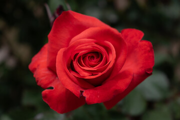 beautiful red rose