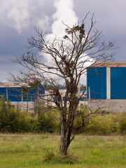 image in portrait format of a leafless tree isolated in the middle of a field, in the background a factory with blue walls, expelling a cloud of white steam.