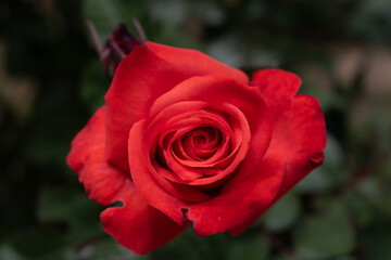red rose