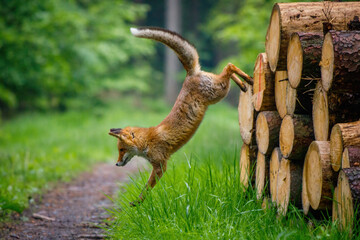 Fox jump. Red fox, Vulpes vulpes, jumping off pile of wood. Amazing and clever beast in forest. Beautiful orange fur coat animal with fluffy tail. European wildlife scene from summer nature habitat.