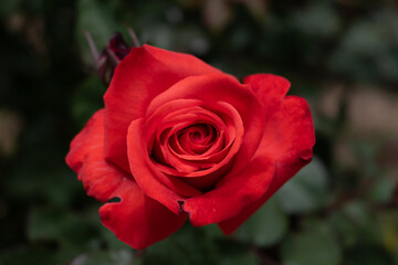 beautiful red rose
