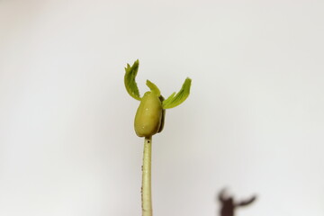 Young tamarind sprout in the shape of a bull's head close-up, a symbol of the year.