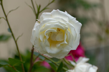 white rose in garden