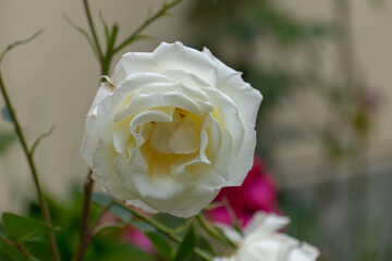 white rose in garden