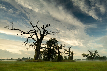 Landscape in the park. Old trees.