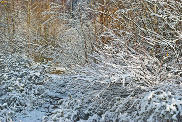 trees and branches covered with snow in winter.winter background