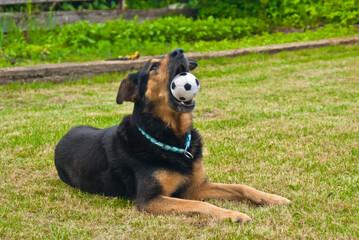 black dog playing with a ball
