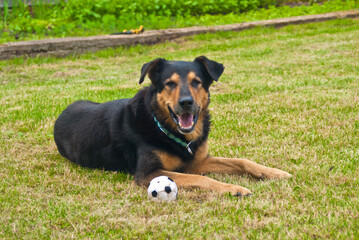 black dog with a ball on a green lawn