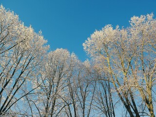 Obraz na płótnie Canvas Snow covered trees against the blue sky 