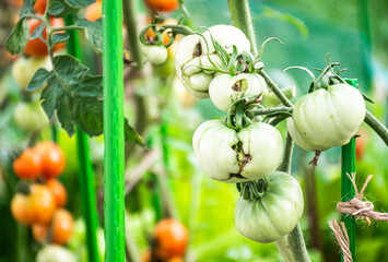 Eco tomatoes growing in the garden.