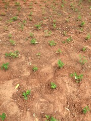 Planta&ccedil;&atilde;o 1