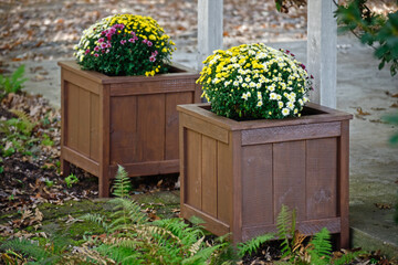 Colorful fall mums in homemade DIY wooden planter boxes