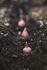 Shallot sets or bulbs planted in a furrow in the soil