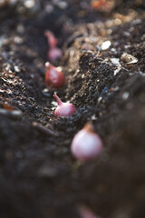 Shallot sets or bulbs planted in a furrow in the soil