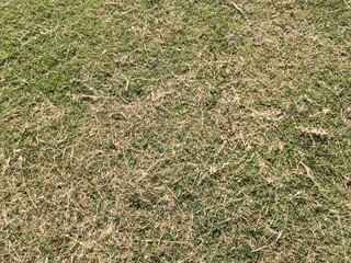 texture of grass