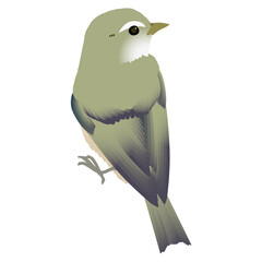 かわいい野鳥ウグイスのベクターイラスト