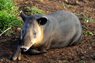 Danto o Tapir (Tapirus bairdii)
