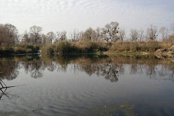reflection of trees in the water