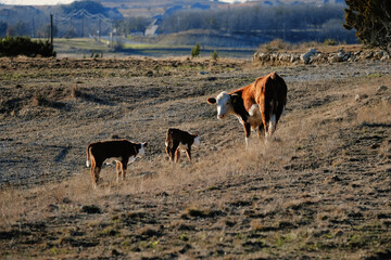 Hereford cow with calves on hillside in rural Texas field.
