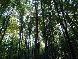Fototapeta premium bamboo forest at sunset