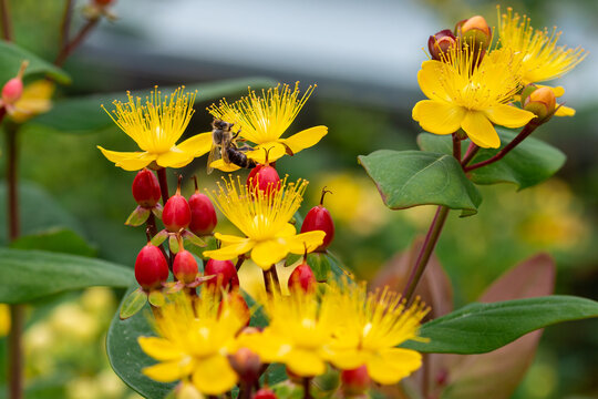 Macro of a honey bee (apis mellifera) on a shrubby St. John's Wort (hypericum androsaemum) with blurred bokeh background; pesticide free environmental protection save the bees concept;