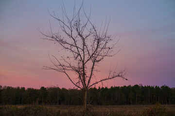 A bare tree against a beautiful sunset