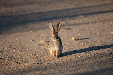 Wild cotton tail rabbit