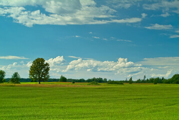Fototapeta na wymiar oak on a green field against a blue sky